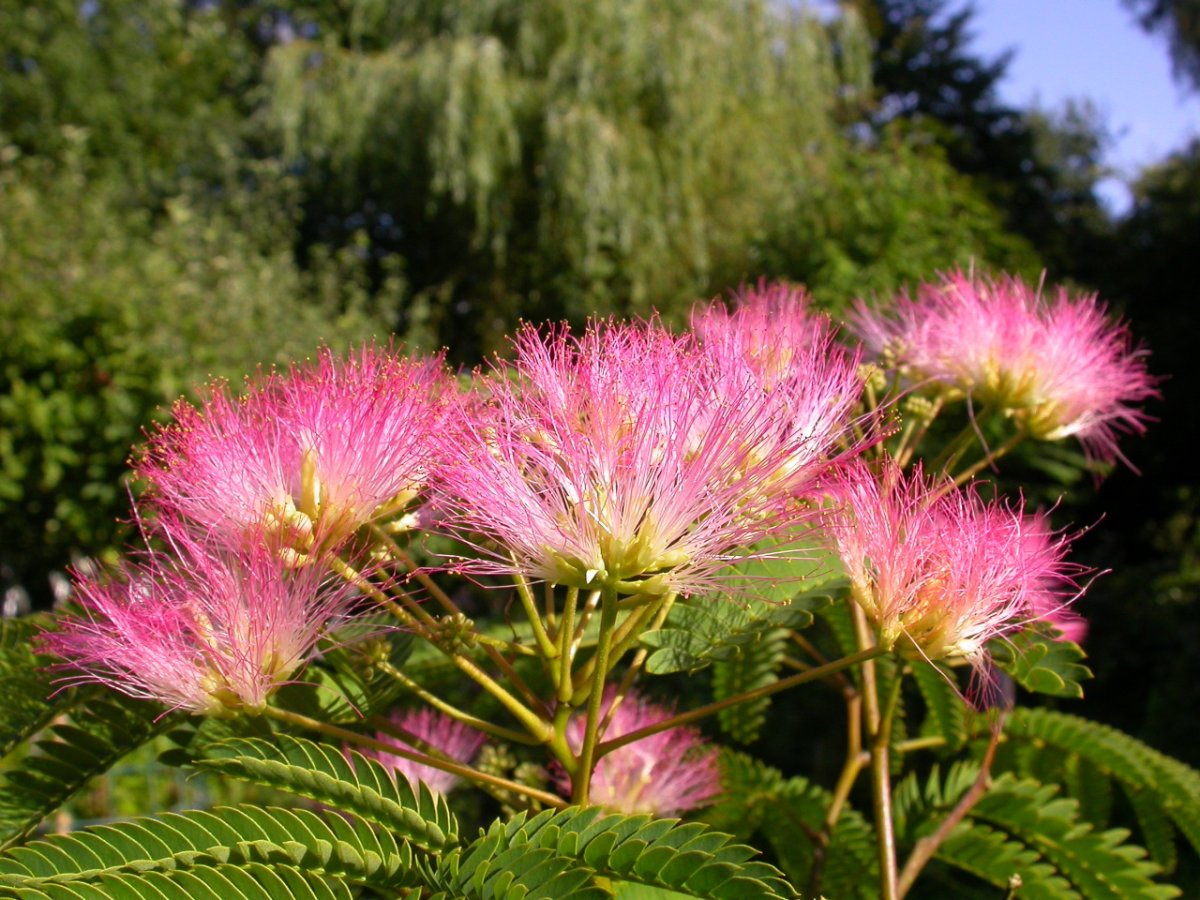 Альбиция Albizia Tropical Dream