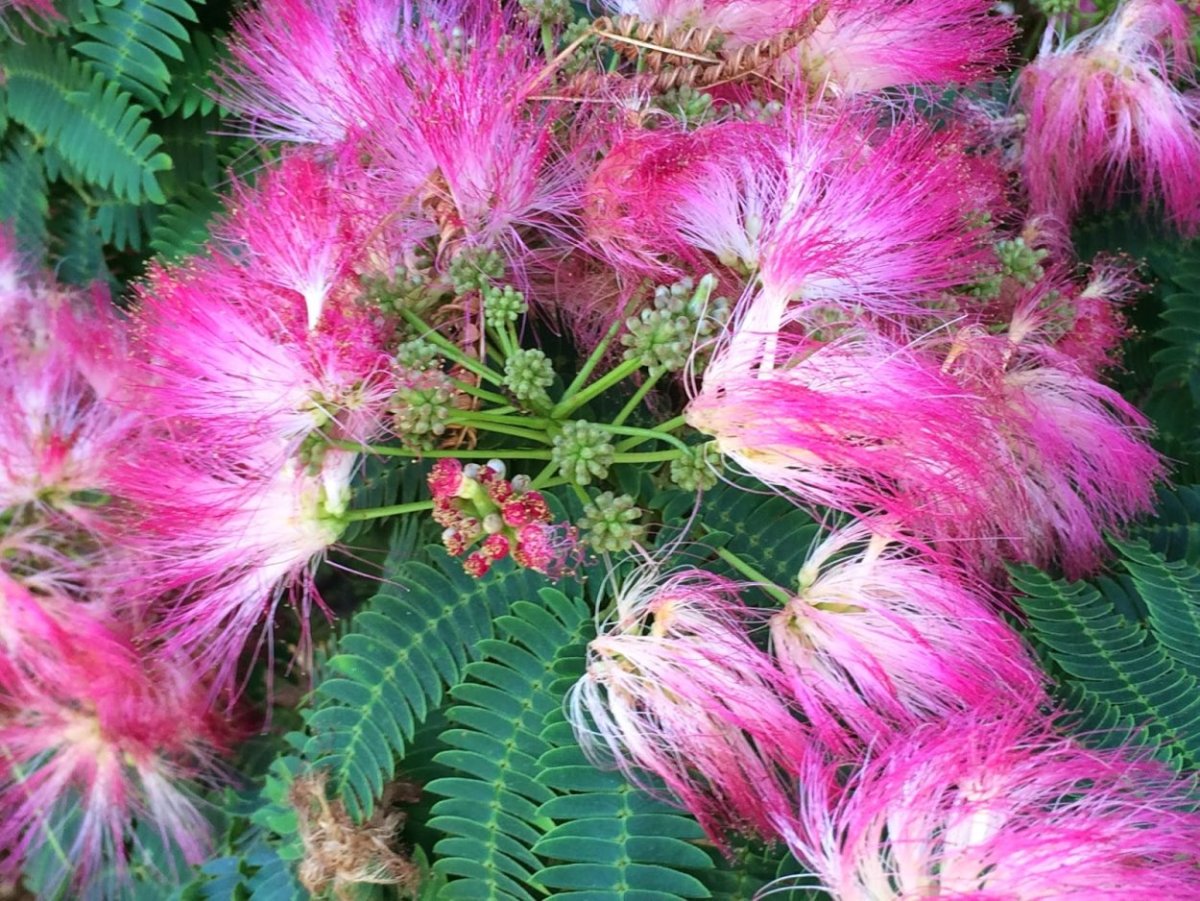 Albizia julibrissin rosea