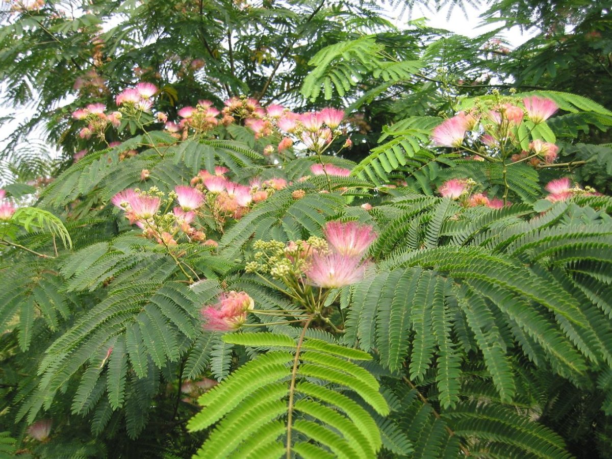 Альбиция Albizia Tropical Dream