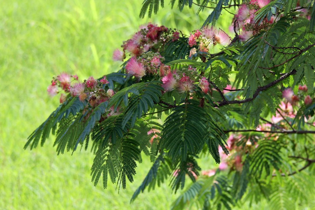 Mimosa – i Dream of Mimosa