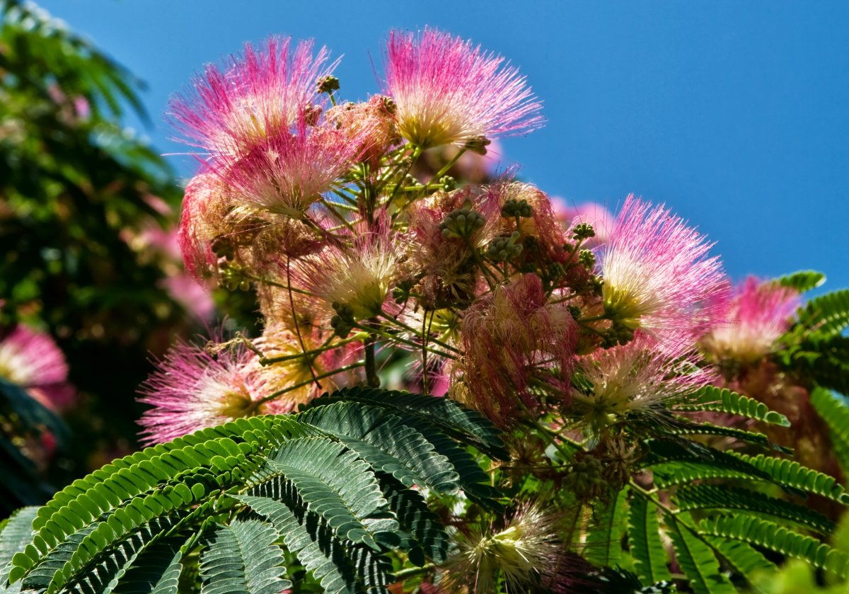 Альбиция ленкоранская - Albizia julibrissin