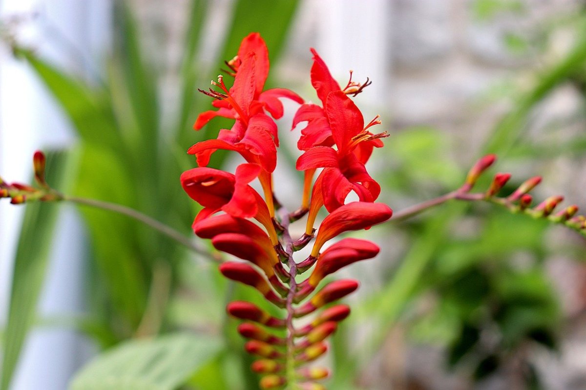 Высокое растение с красными цветами