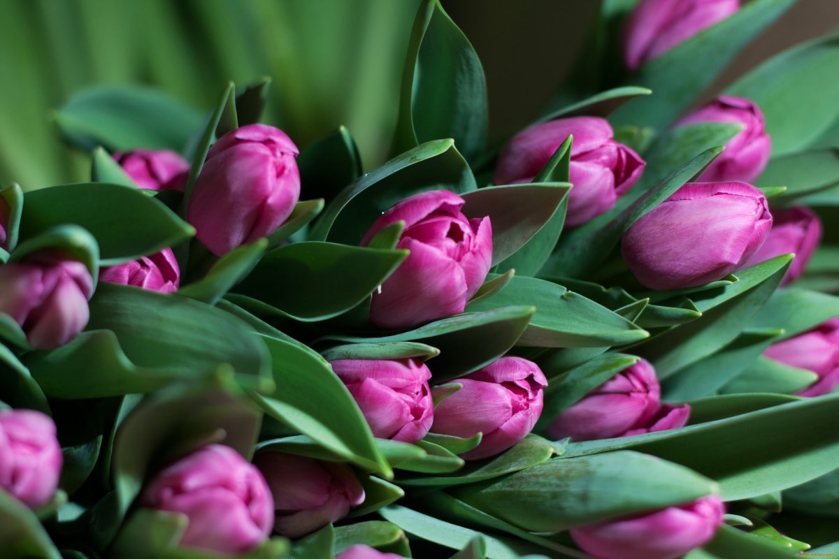 Фловерс Flowers цветы тюльпаны
