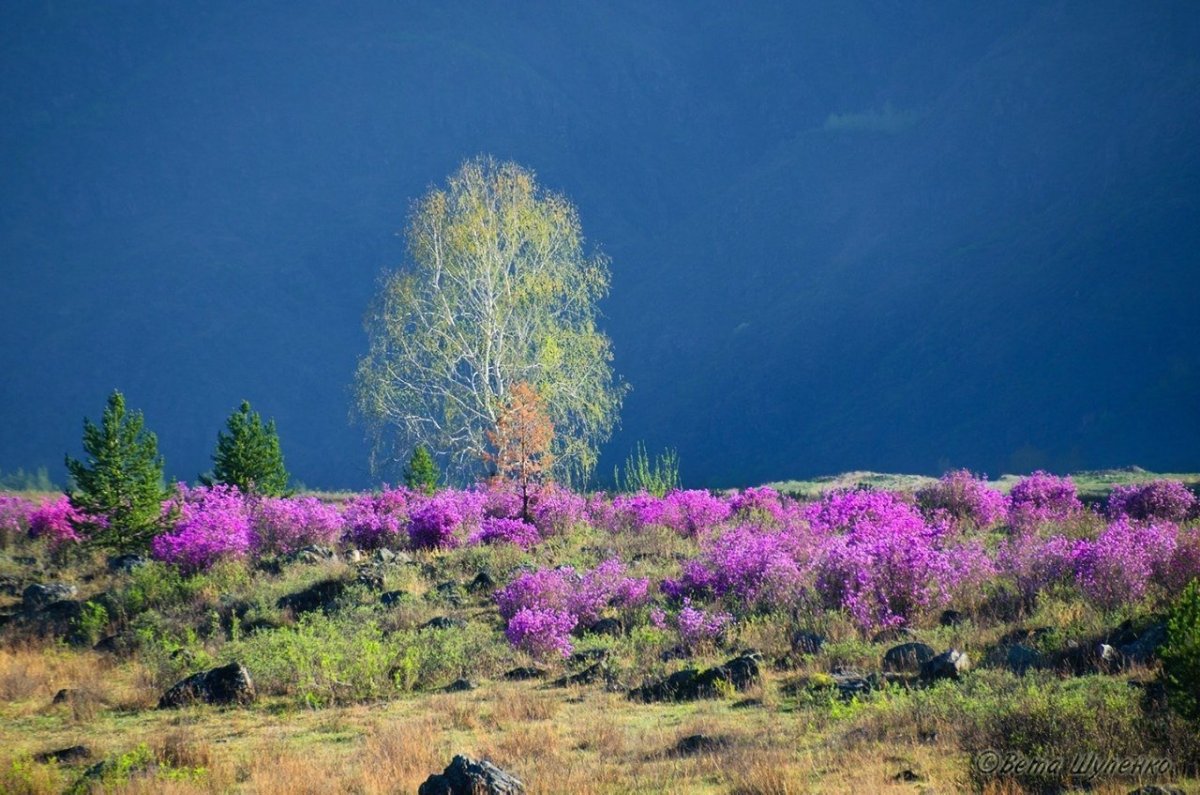Багульник на Алтае