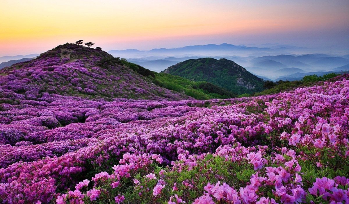 Фиолетовые цветы на алтае
