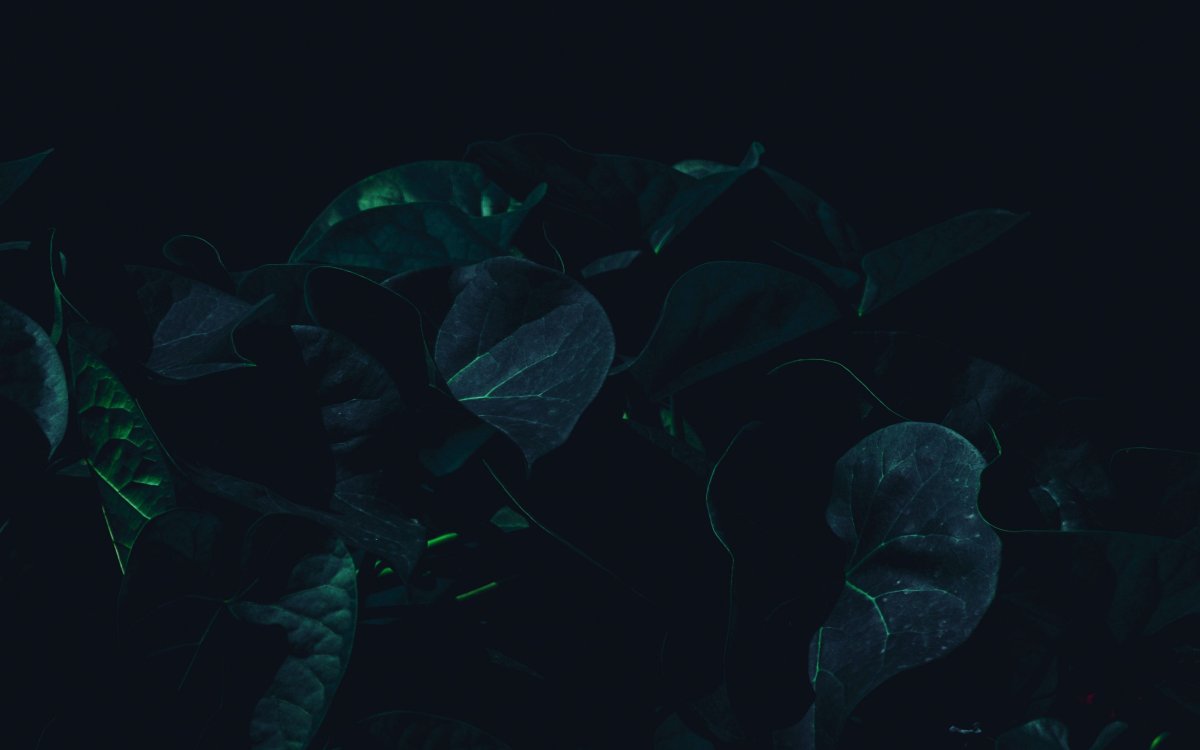 Тёмно-зелёный цвет