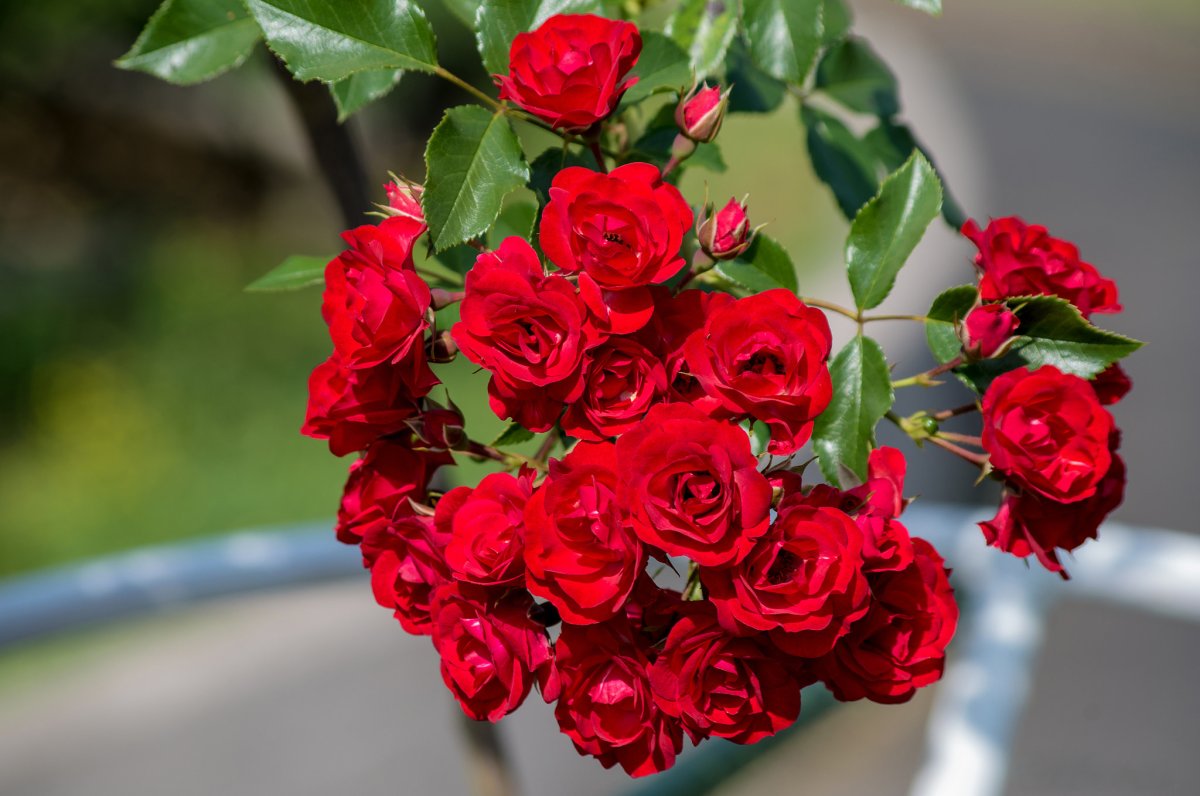 Роза с мелкими красными цветами