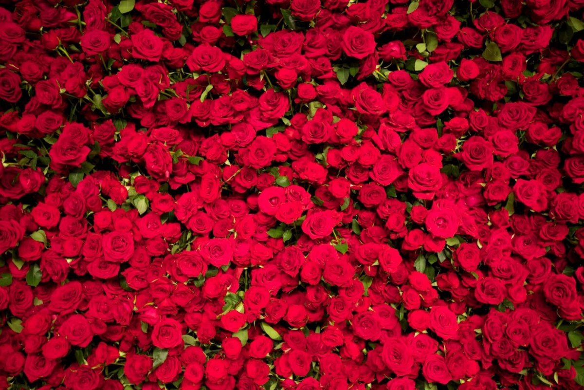 A Bed of Roses