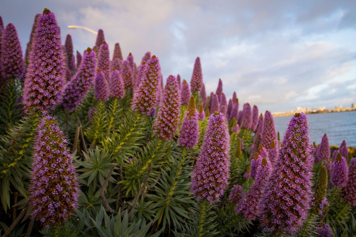 Echium webbii растение