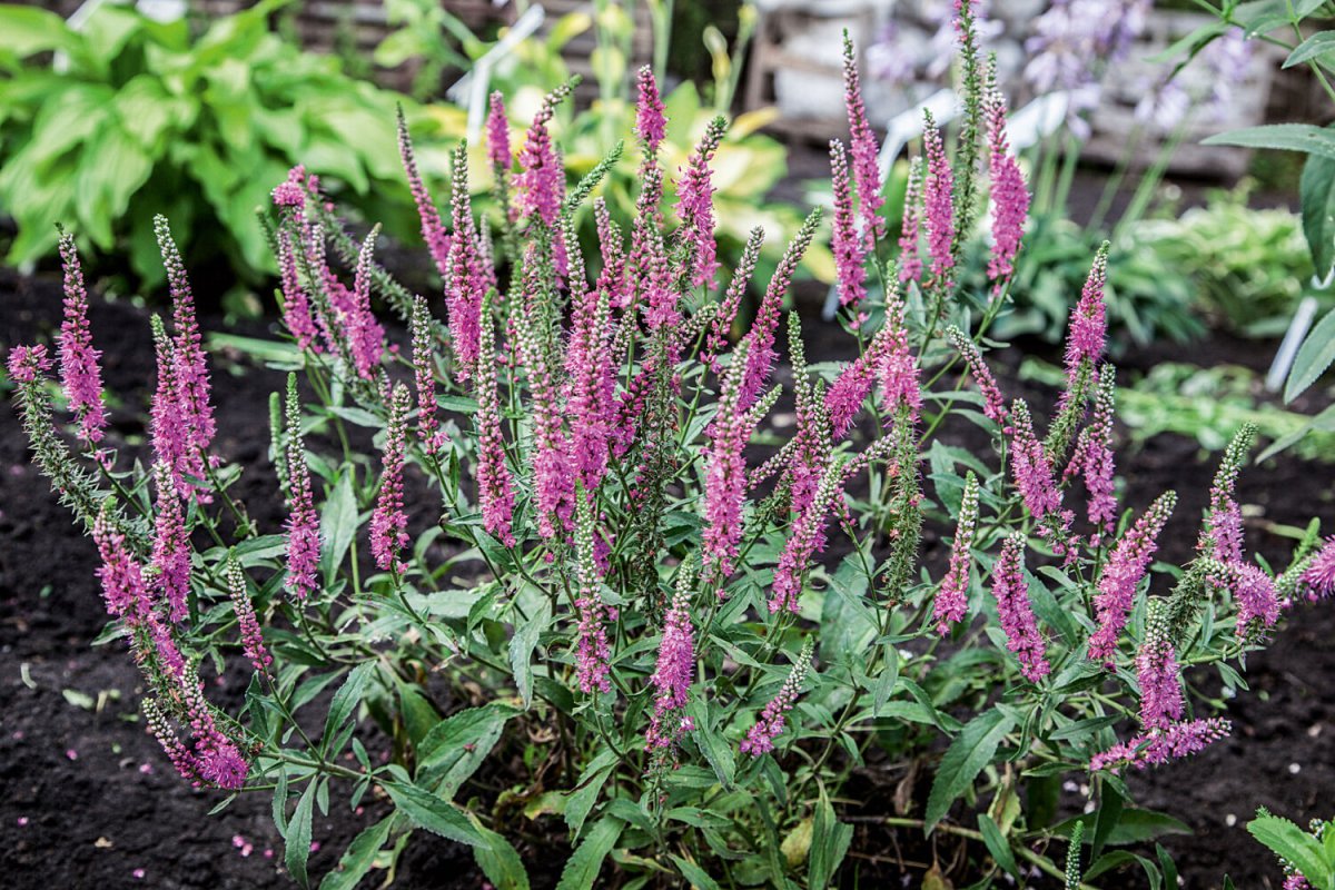 Вероника Veronica spicata Rotfuchs