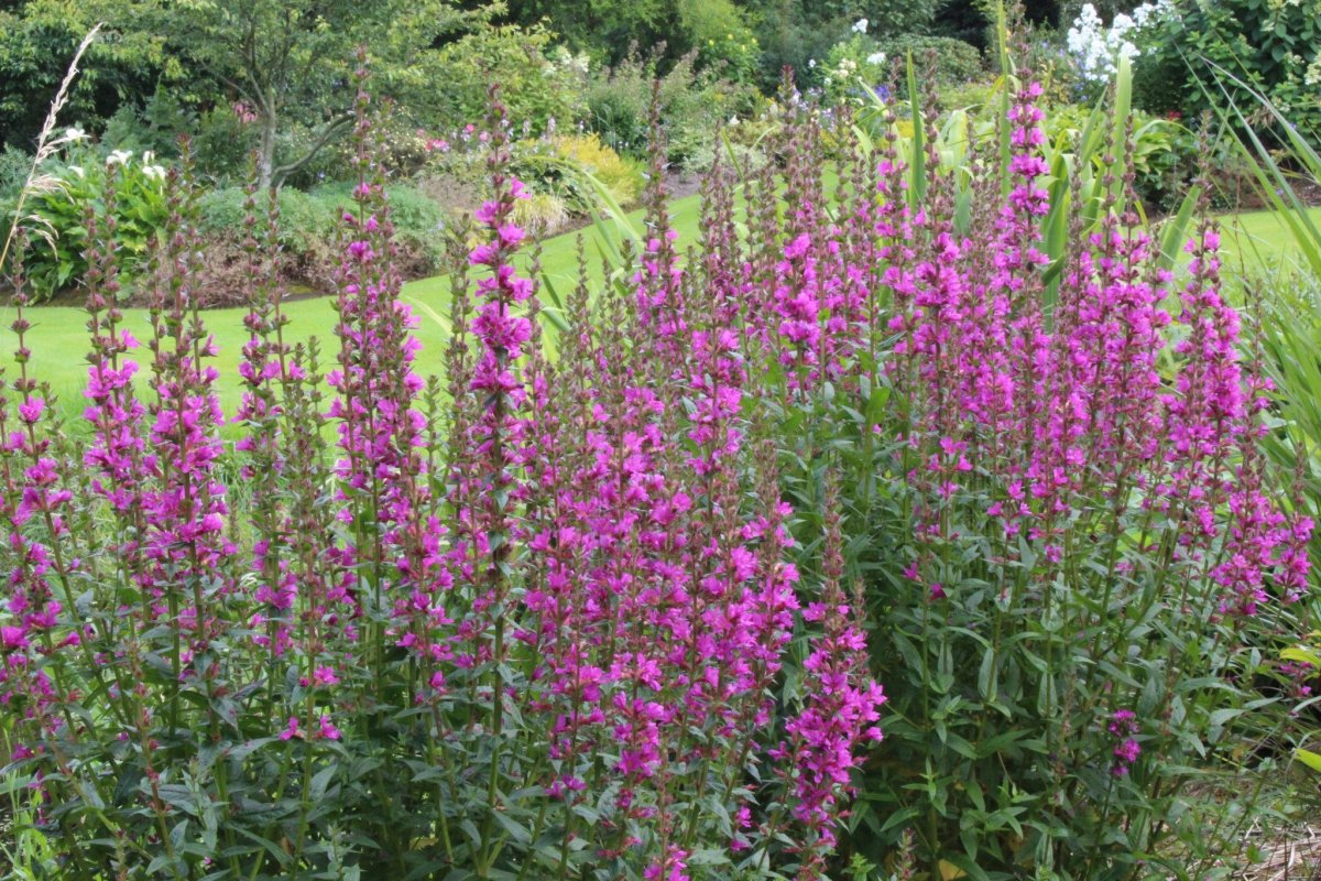 Дербенник иволистный (Lythrum salicaria)