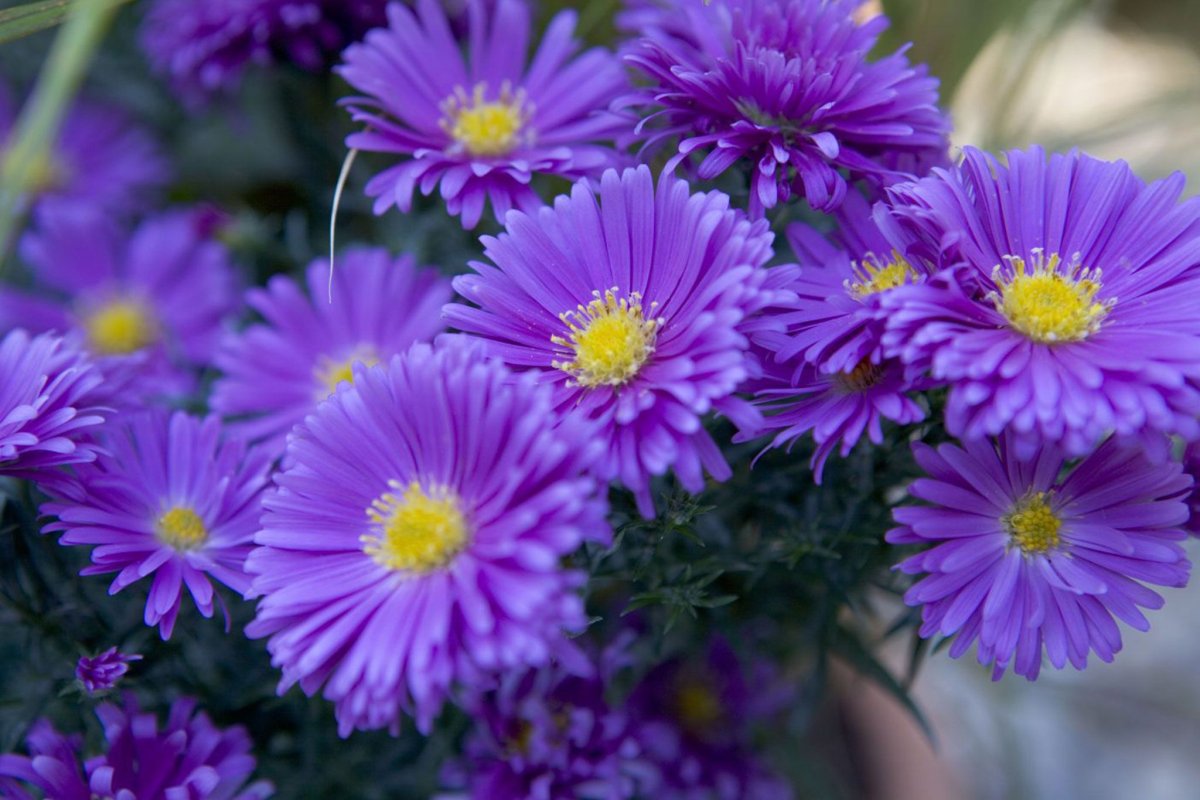 Астра новобельгийская Aster Novi-Belgii