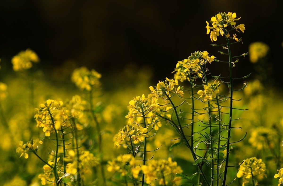 Высокое полевое растение с желтыми цветами