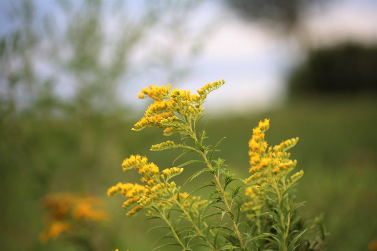 Solidago gigantea