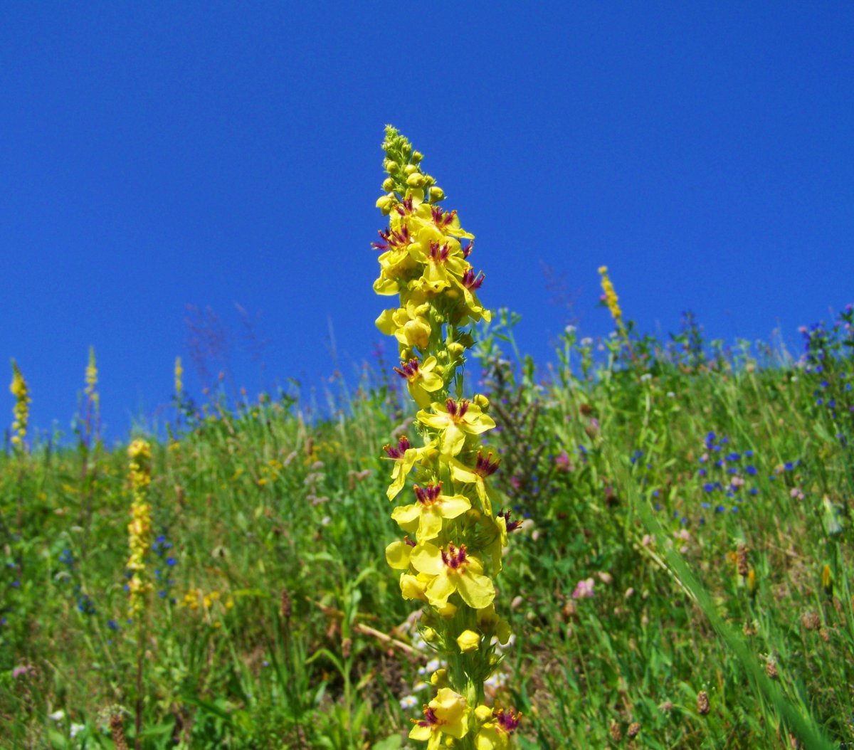 Коровяк Verbascum Rosie