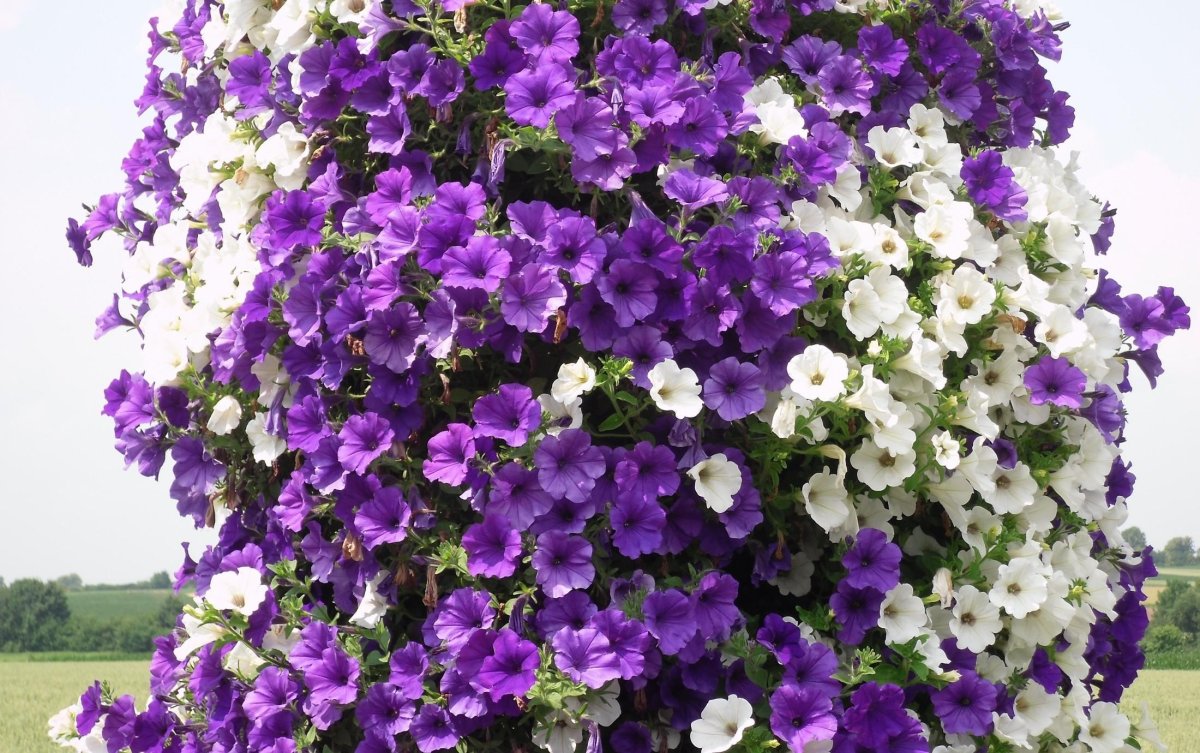 Петуния Fanfare Purple