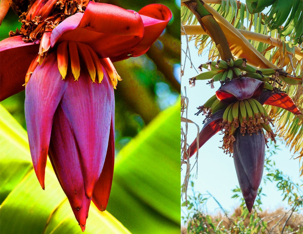 Banana Flower