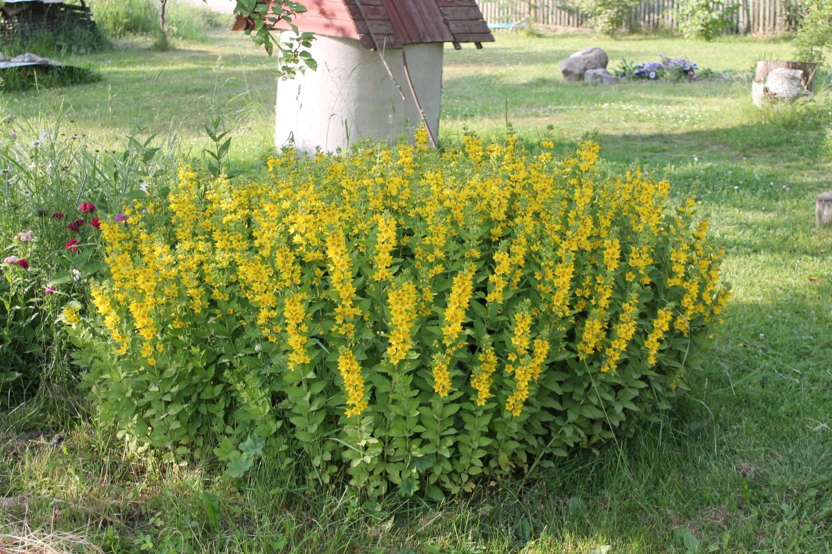 Вербейник точечный (Lysimachia punctata)