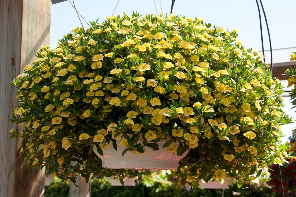 Калибрахоа MINIFAMOUS Neo Double Yellow