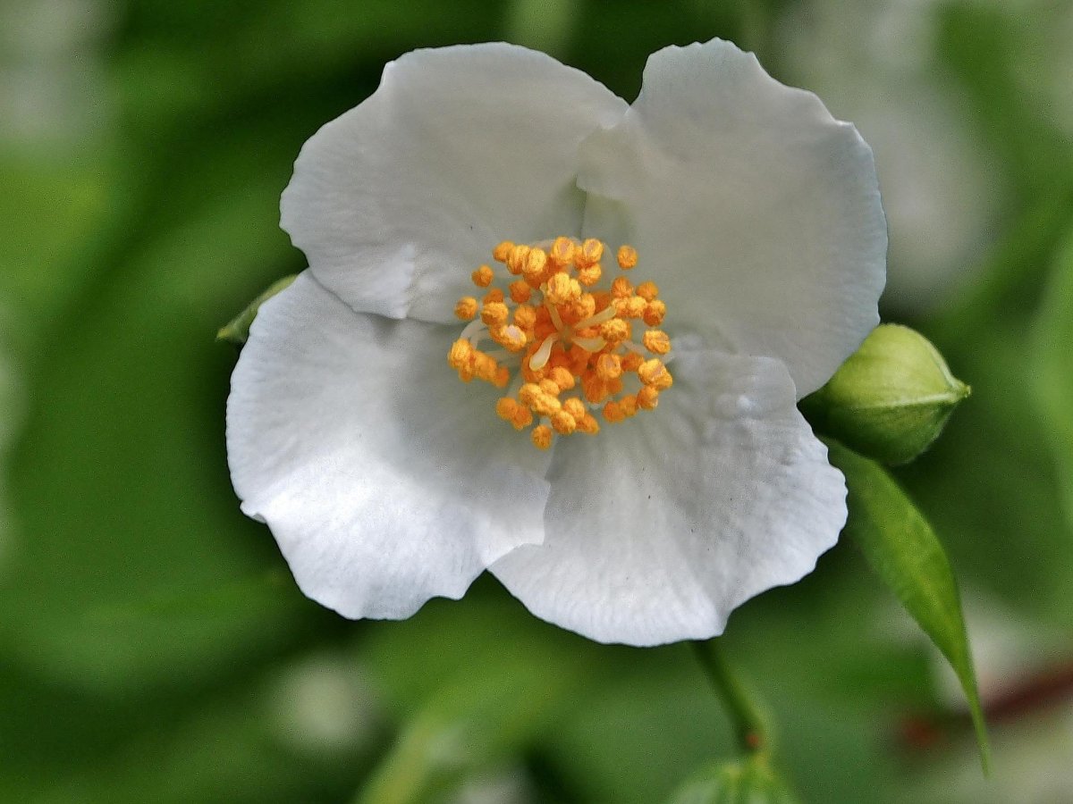 Jasmin цветок