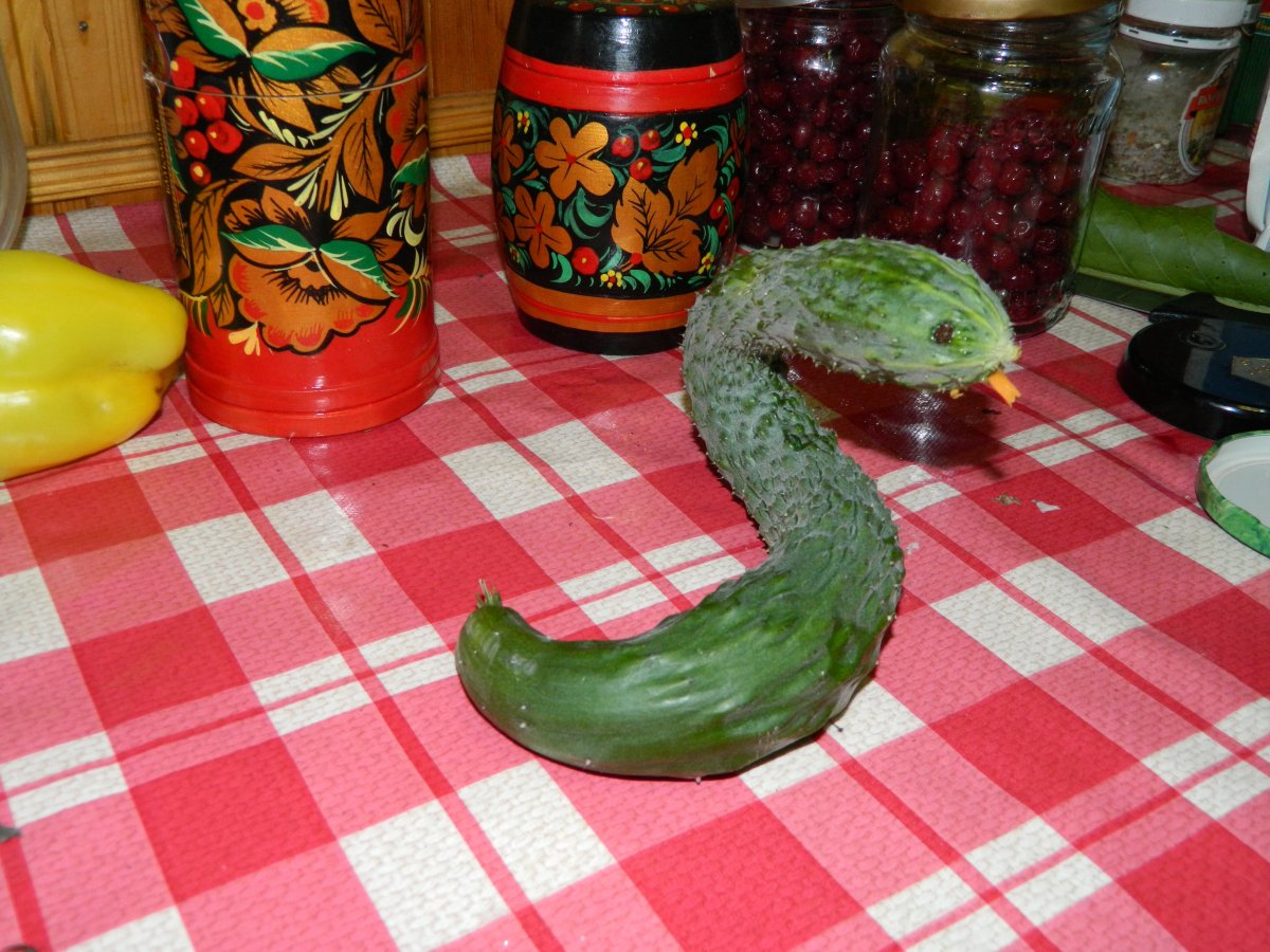 Змея из огурца