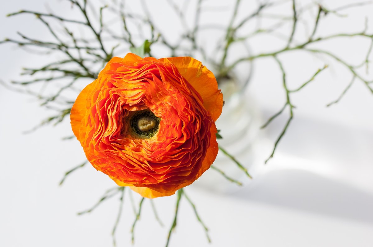 Ранункулюс Yellow / Orange