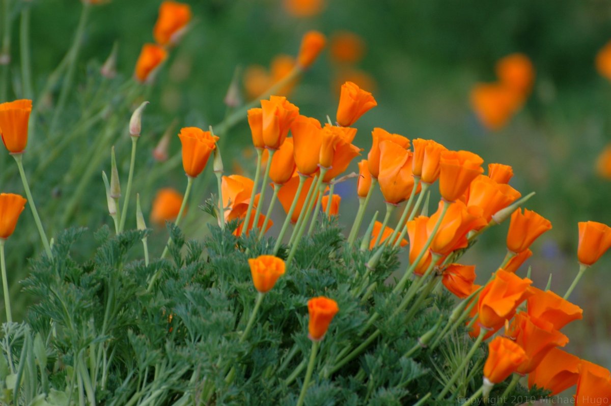 California Poppy
