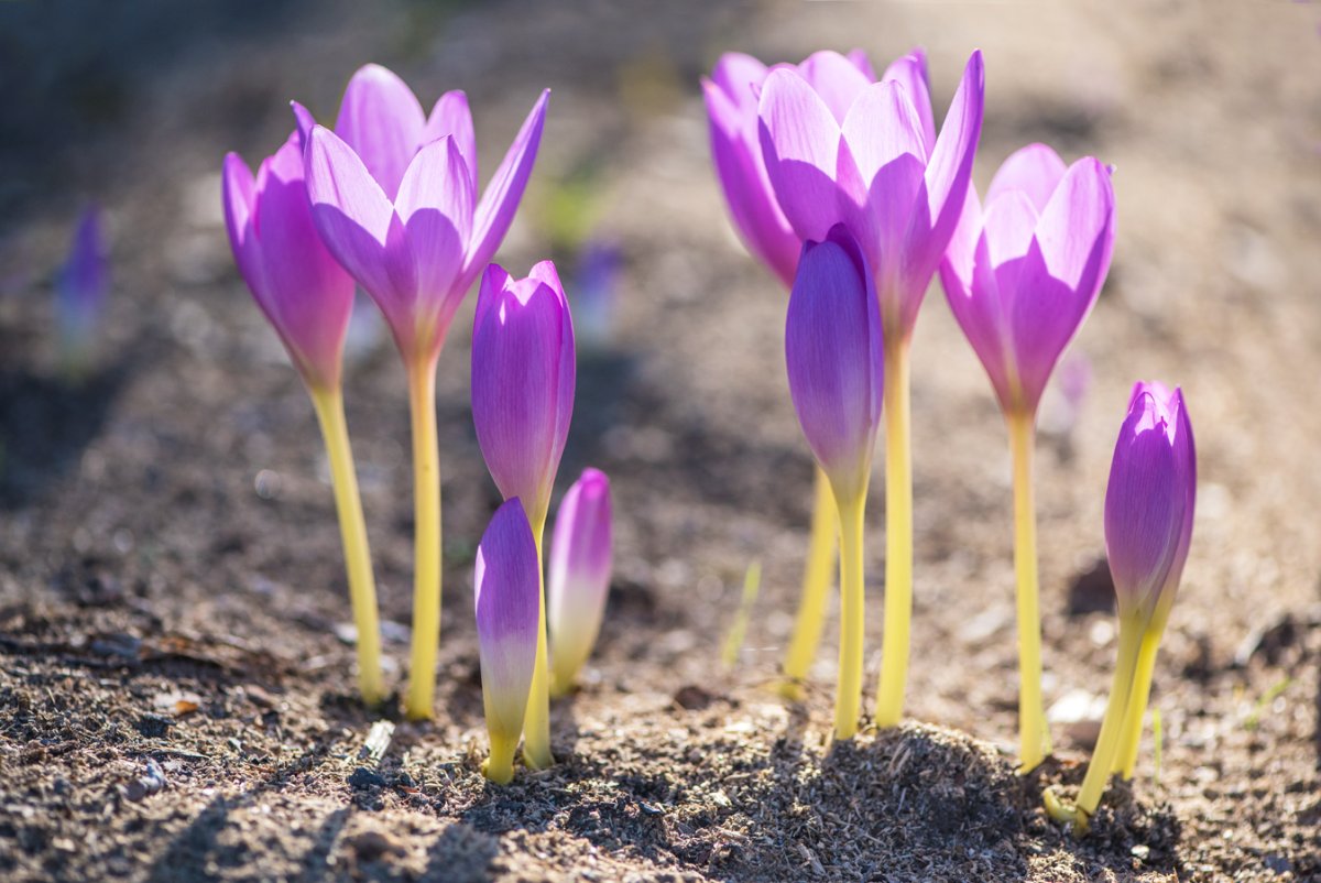 Безвременник яркий Colchicum laetum