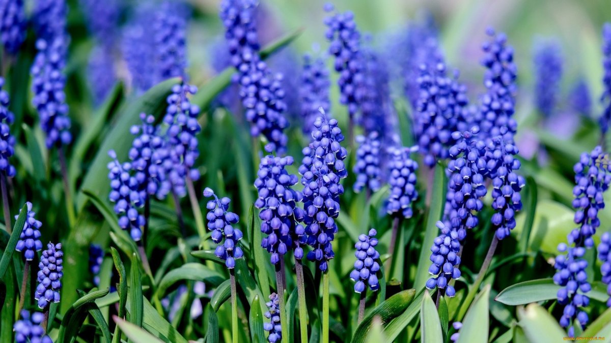 Muscari dolichanthum