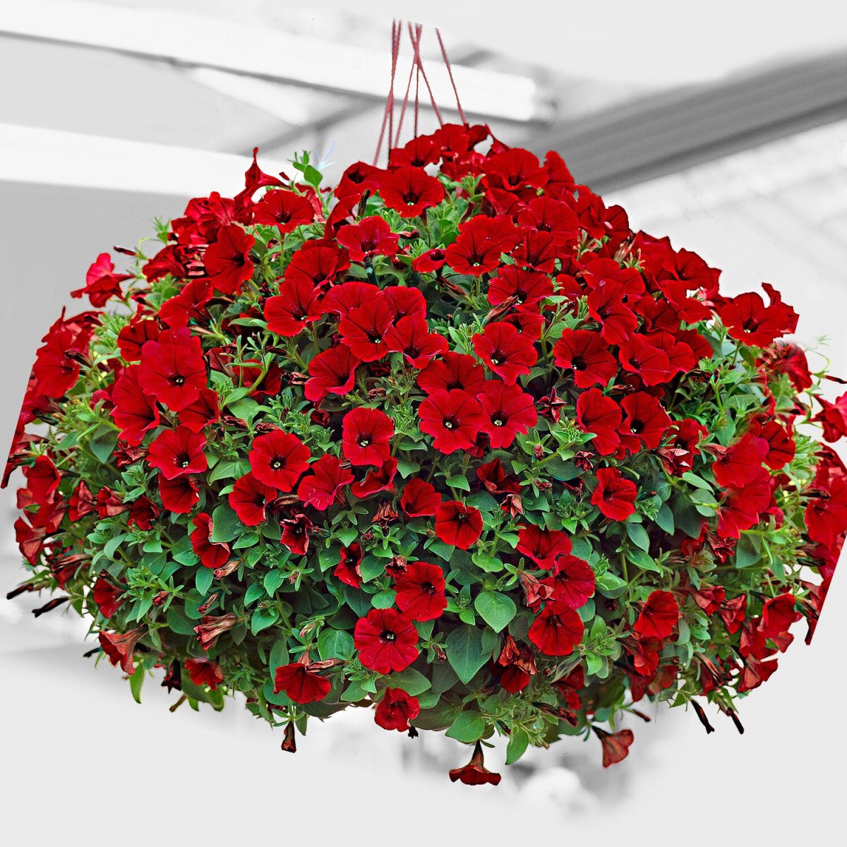 Петуния Veranda Scarlet