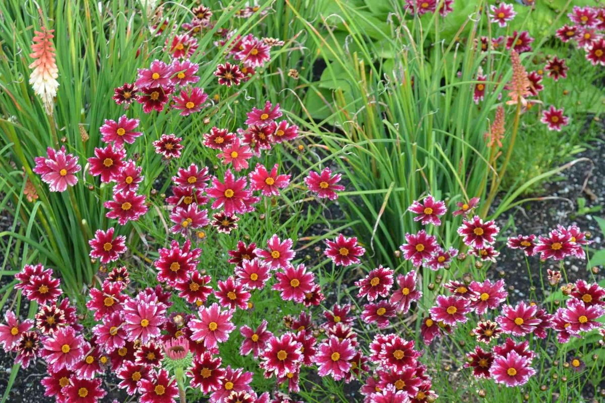 Кореопсис Coreopsis Ruby Frost
