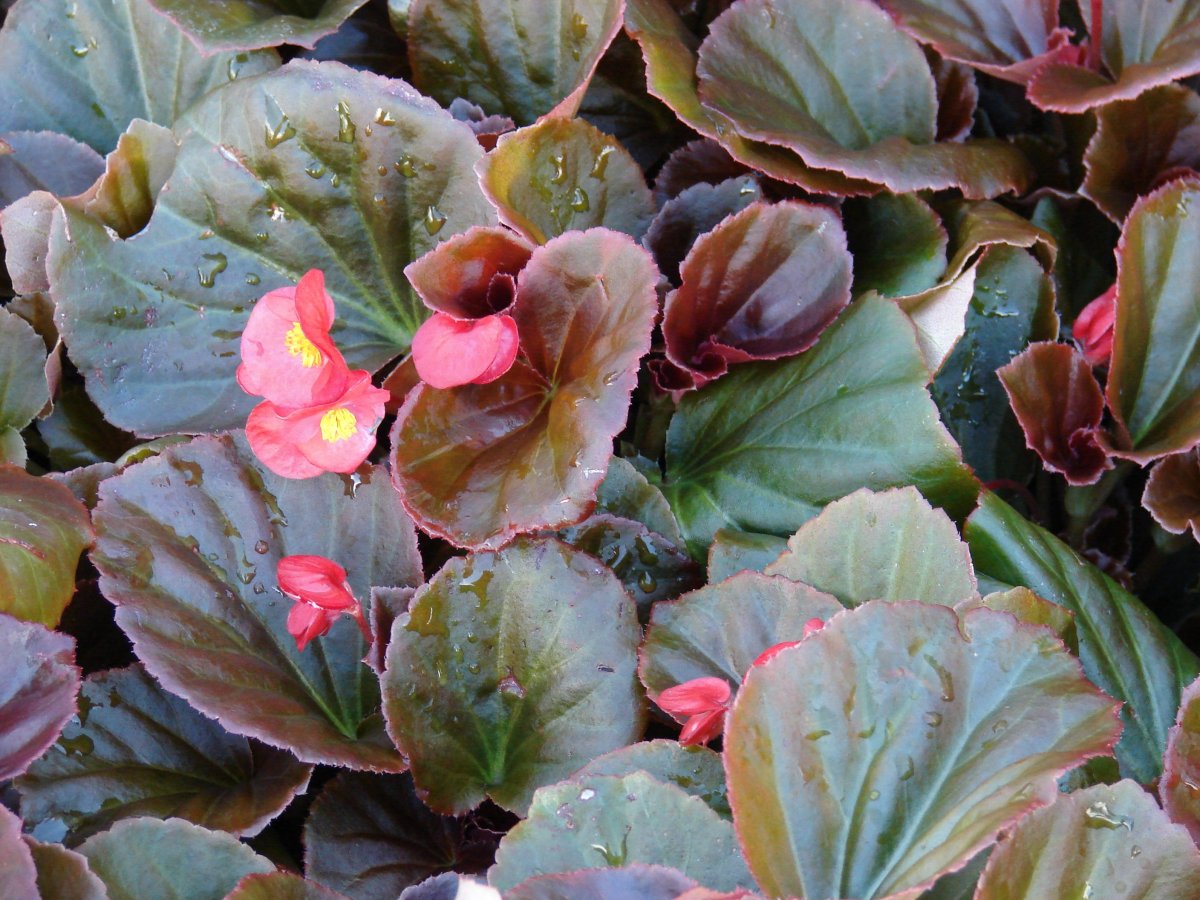 Бегония variegata
