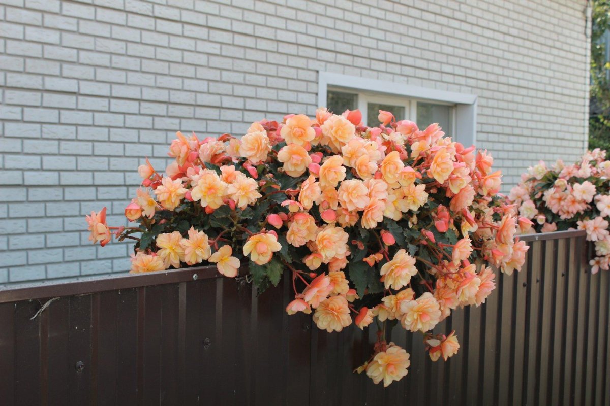 Бегония fragrant Falls Peach