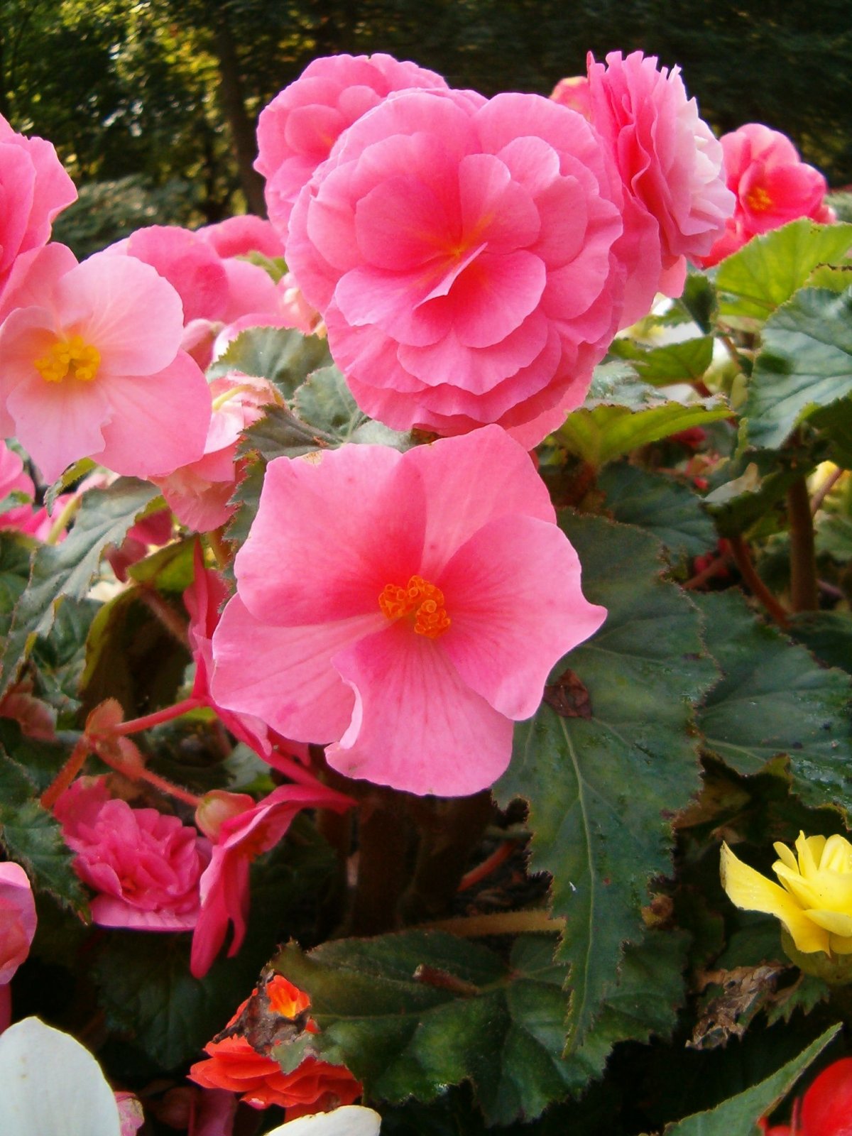 Бегония клубневая Begonia tuberhybrida
