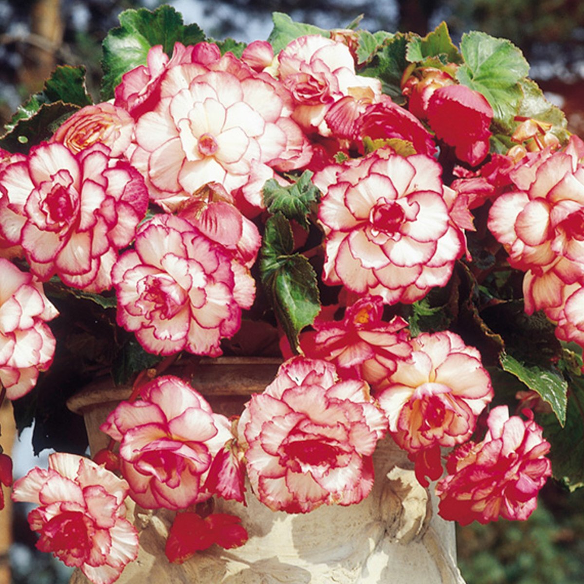 Бегония Picotee White-Red