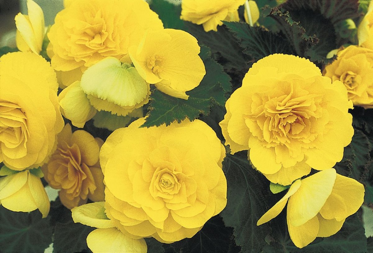 Бегония клубневая Yellow