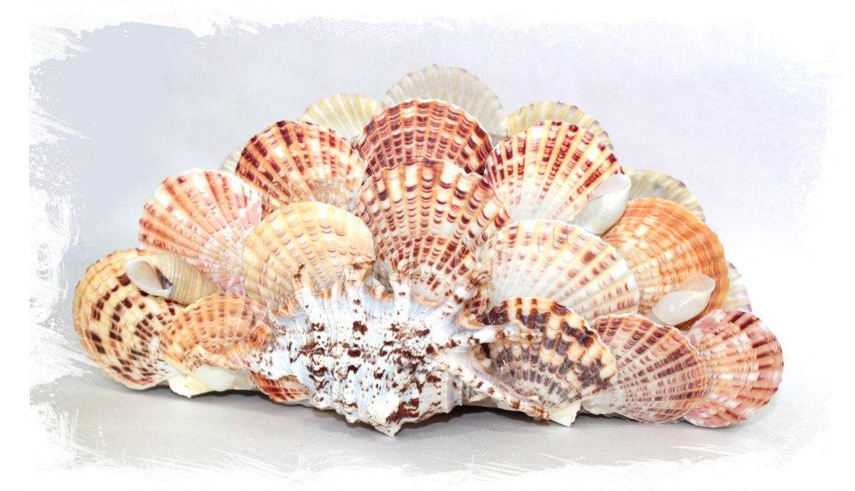Украшения из раковин морского гребешка