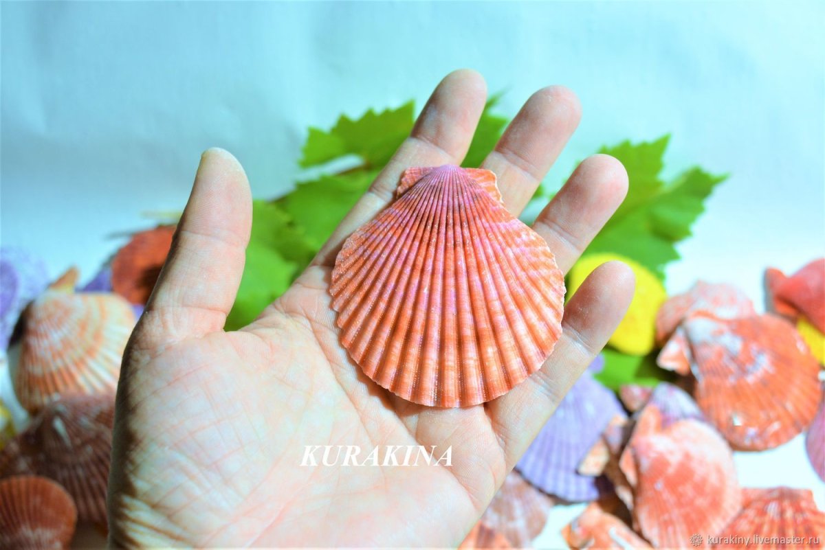 Украшения из ракушек гребешка