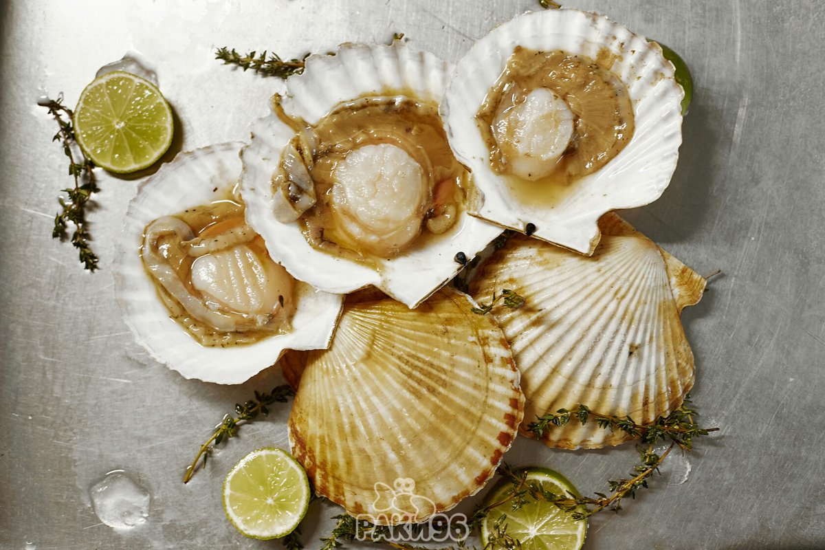 Морской гребешок Ракушка