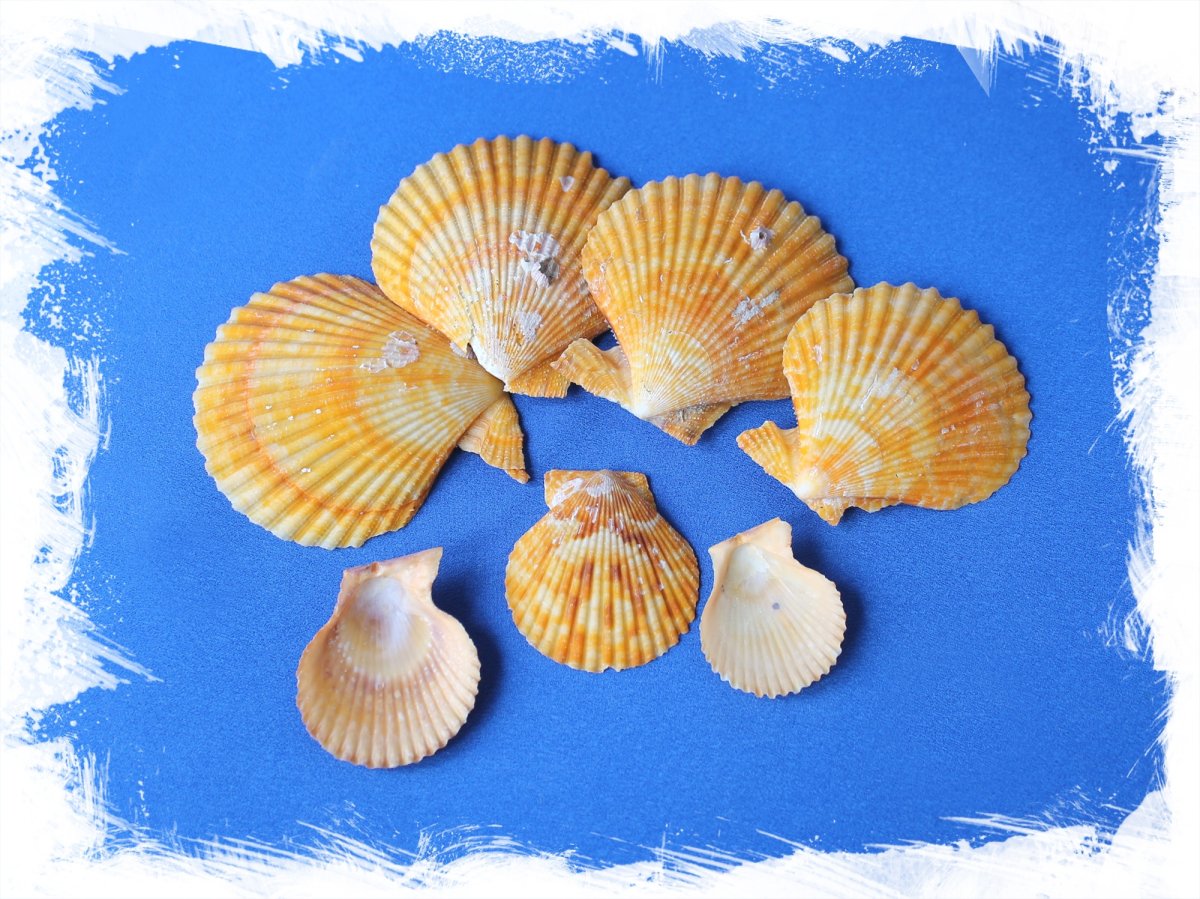 • Морские гребешки (сем. Pectinidae)