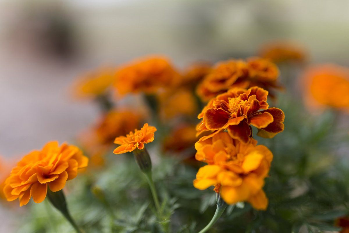 Примула Tagetes Orange