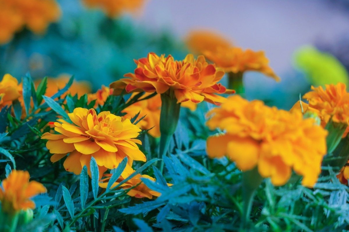 Marigold (оранжево-жёлтый)