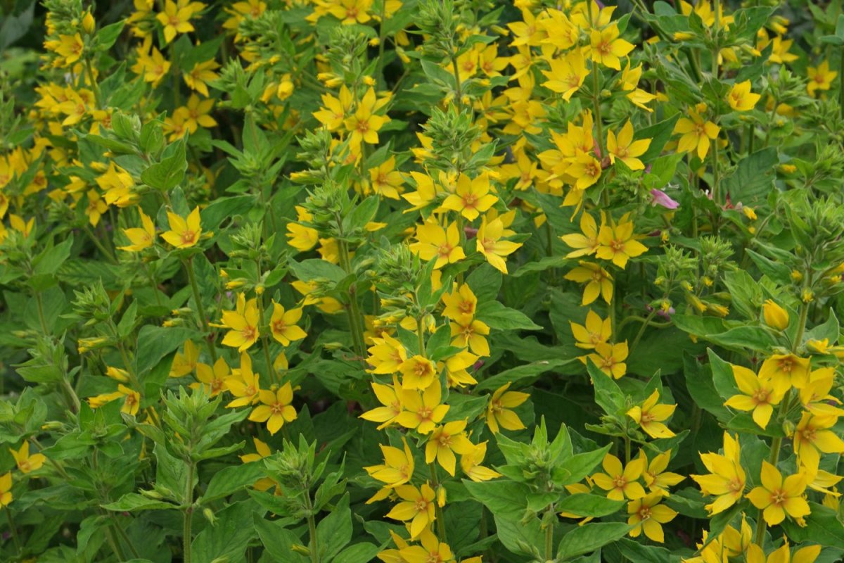 Вербейник Lysimachia punctata