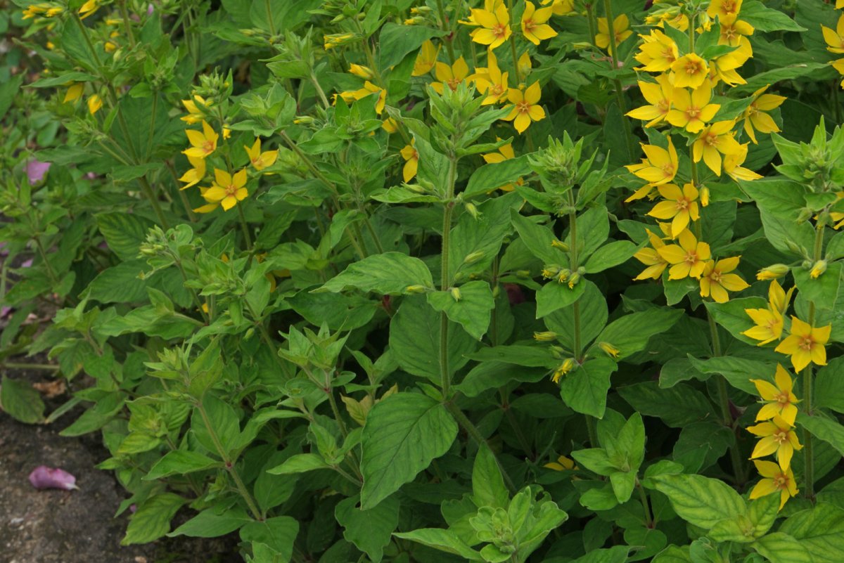 Вербейник Lysimachia punctata