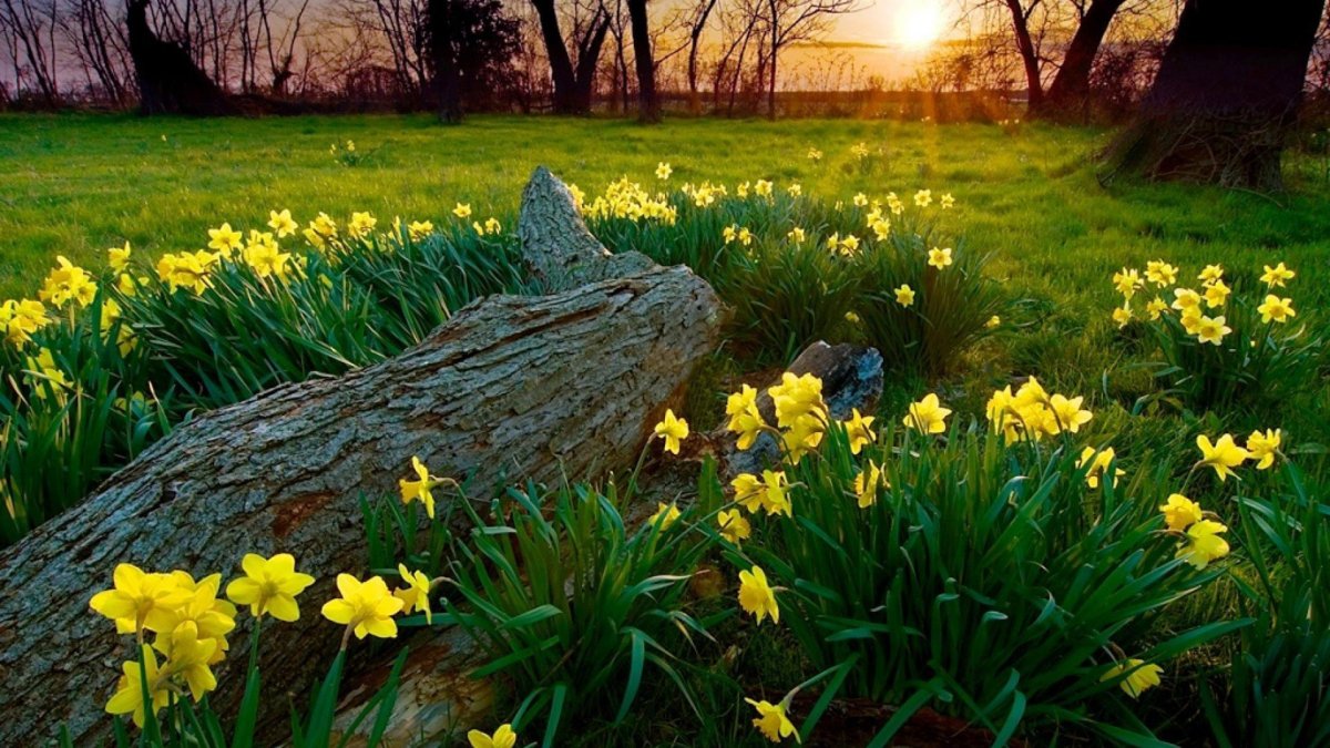 Весна природа