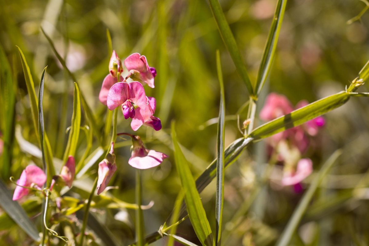 Lathyrus heterophyllus