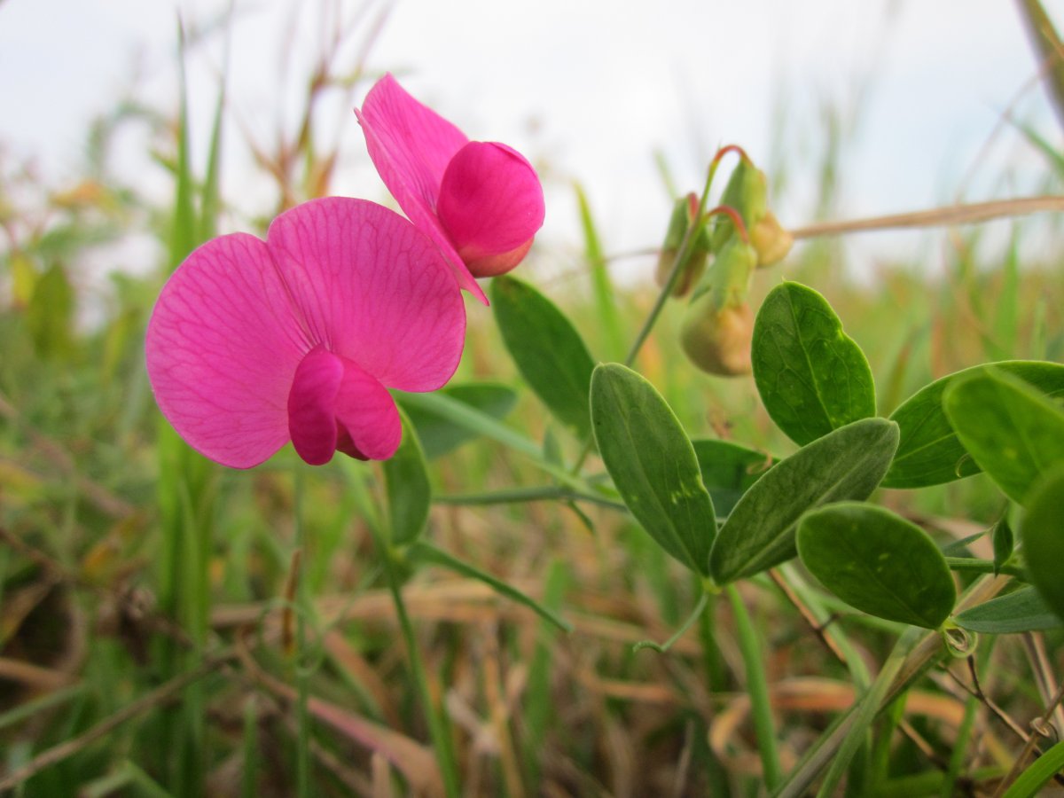 Lathyrus roseus