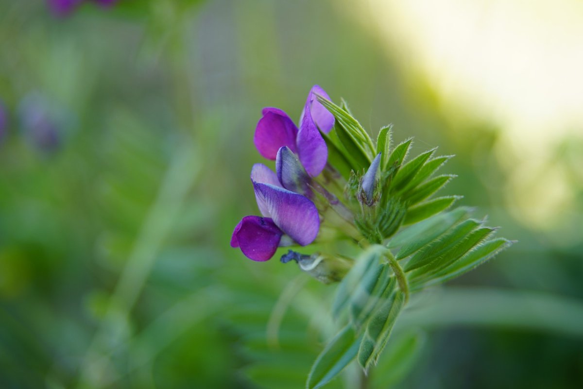 20. Горошек заборный (Vicia sepium)
