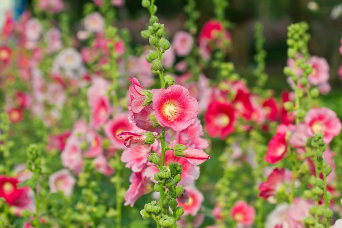 Hollyhock актриса