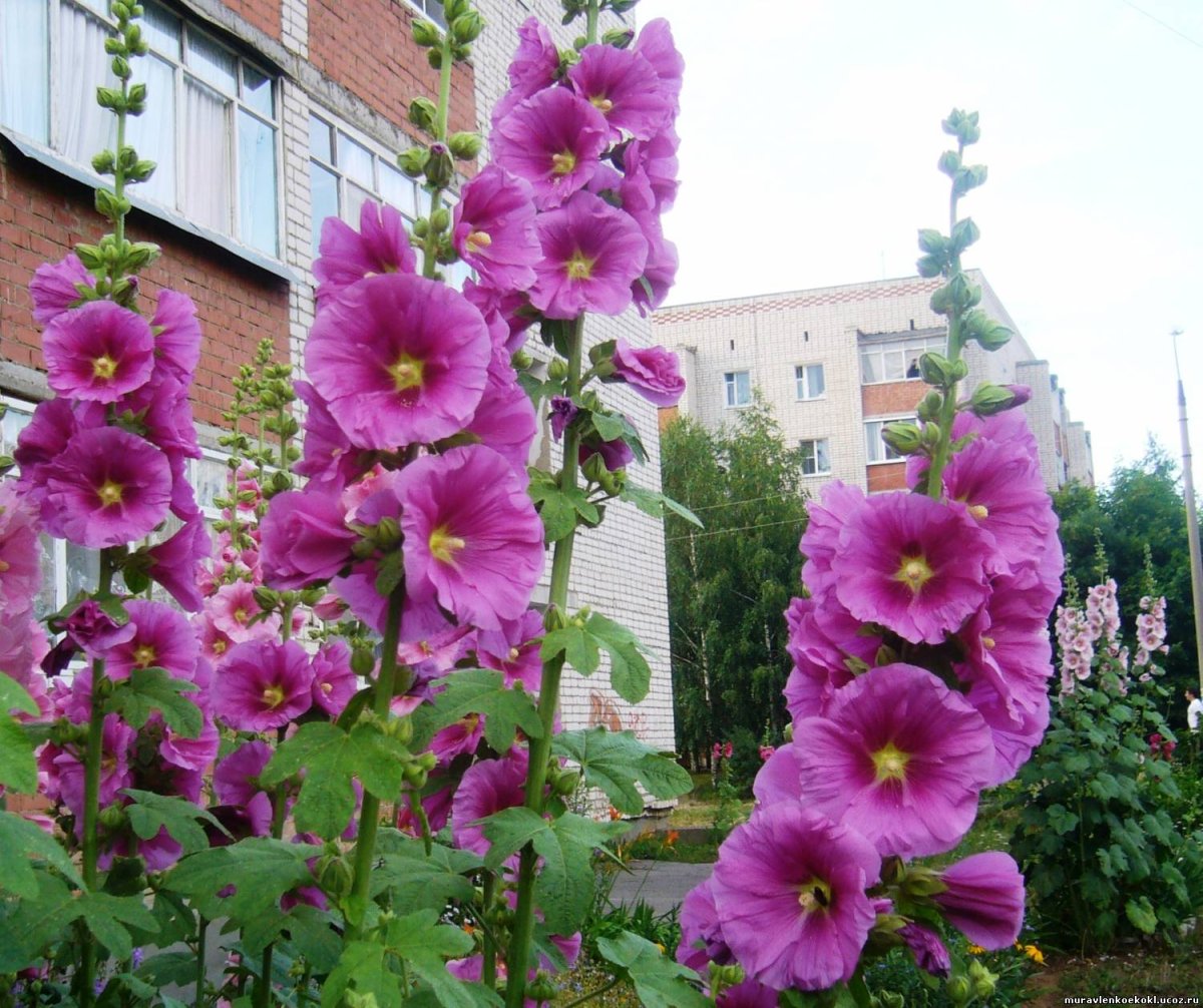 Мальва шток роза